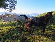 13 Bei cavallini al pascolo in ombra